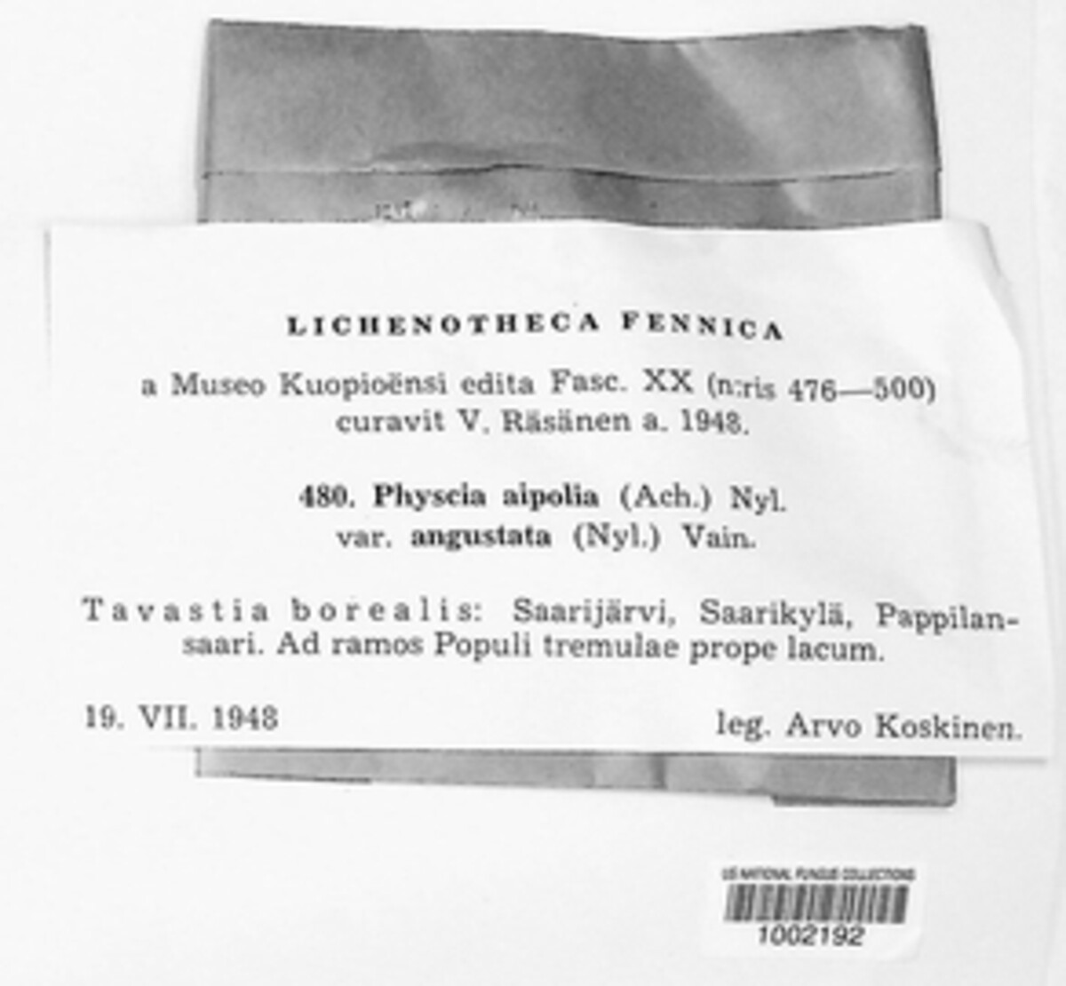 Physcia aipolia f. angustata image